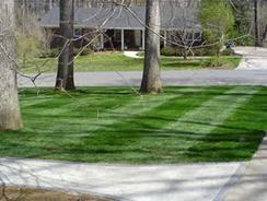 After Fescue Sod Installation