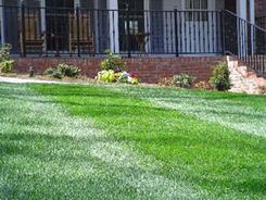 Fescue Sod Installation