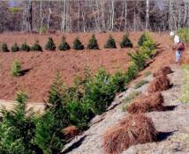 Pine Straw Installation