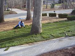 Fescue Installation