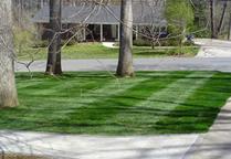 Fescue 