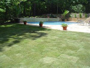 After Sod Installation Zeon Zoysia around pool